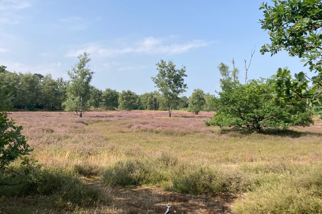 Wo das Moor so gar nicht schaurig ist
