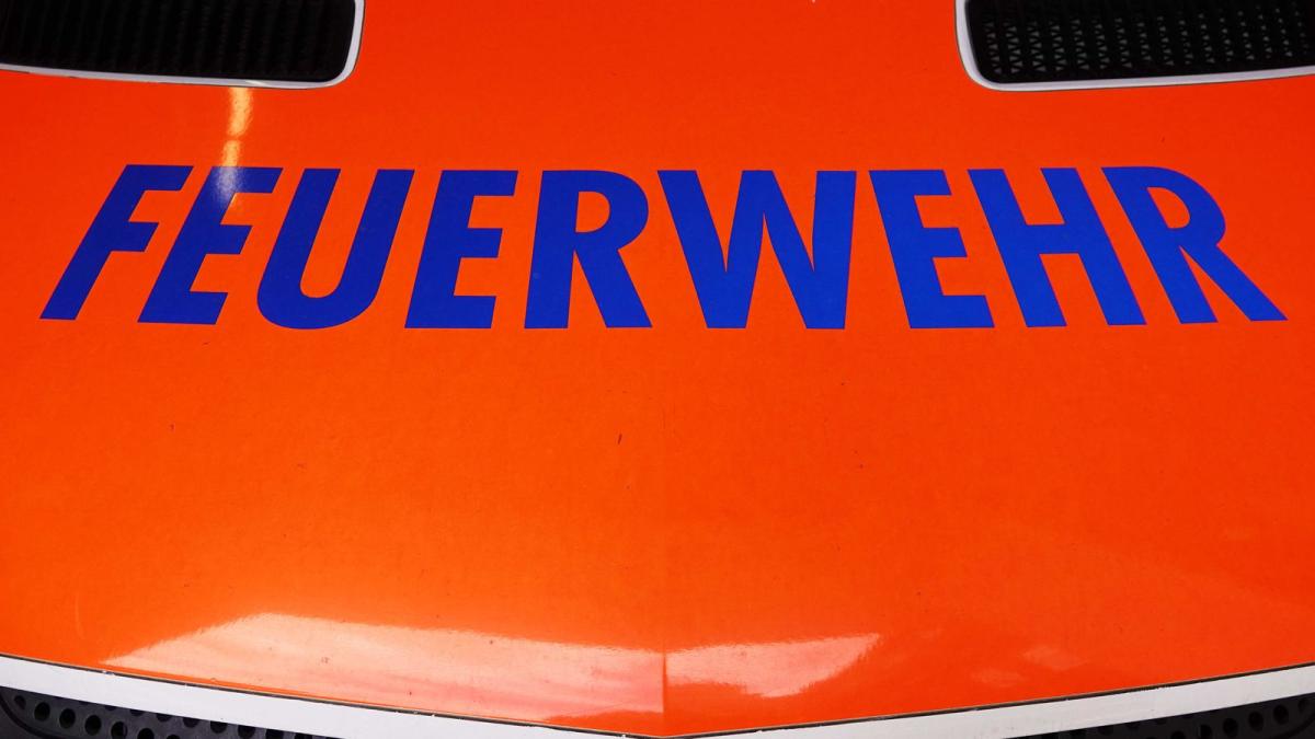 „Leblose Katze“ erweist sich als schlafender Waschbär