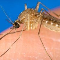 Ein Überblick: Das ist das West-Nil-Virus