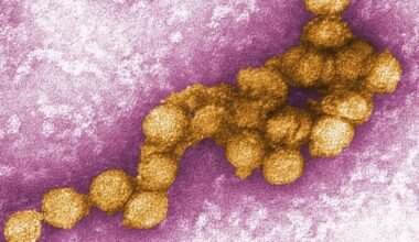 Italien: West-Nil-Virus breitet sich aus – bereits 22 Tote - Berliner Morgenpost