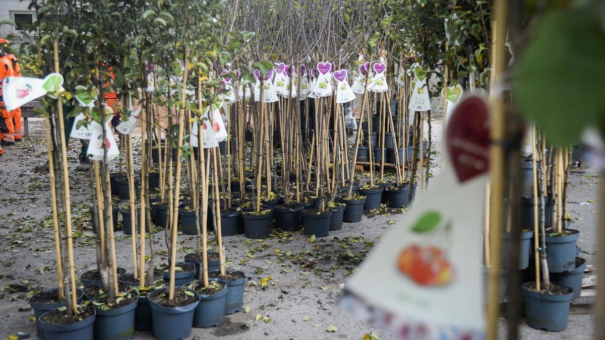 Die Wirtschaftsbetriebe verschenken jährlich mehrere tausend Obstbäumchen an Duisburger Gartenbesitzer (Archivbild: Oktober 2024).