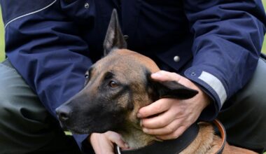 Einbruch in Witten: Polizeihund beißt jungen Verdächtigen