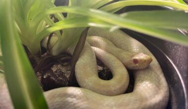 Schlangen im Tierheim Braunschweig warten auf neue Besitzer