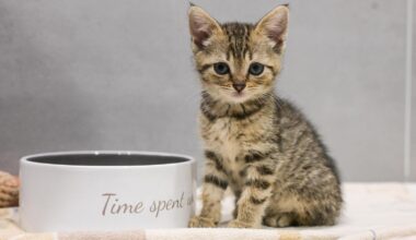 Zu Besuch bei den ausgesetzten Katzenbabys im Tierheim Bochum
