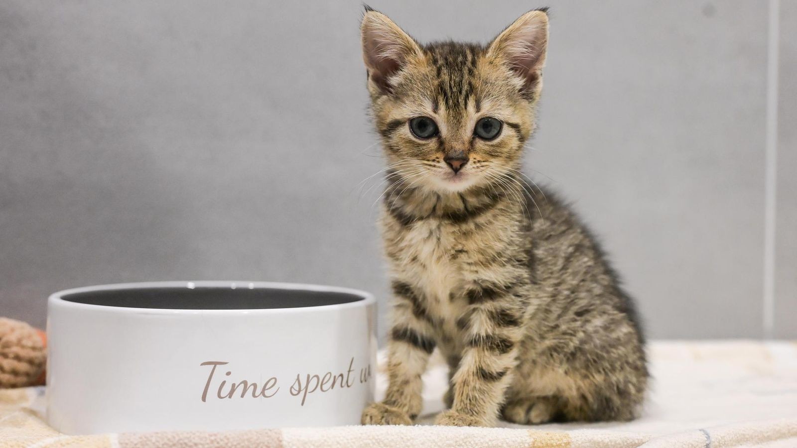 Zu Besuch bei den ausgesetzten Katzenbabys im Tierheim Bochum
