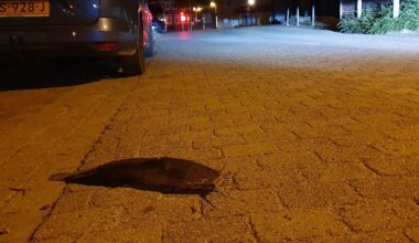 Als die Fische in Lengede an Land waren