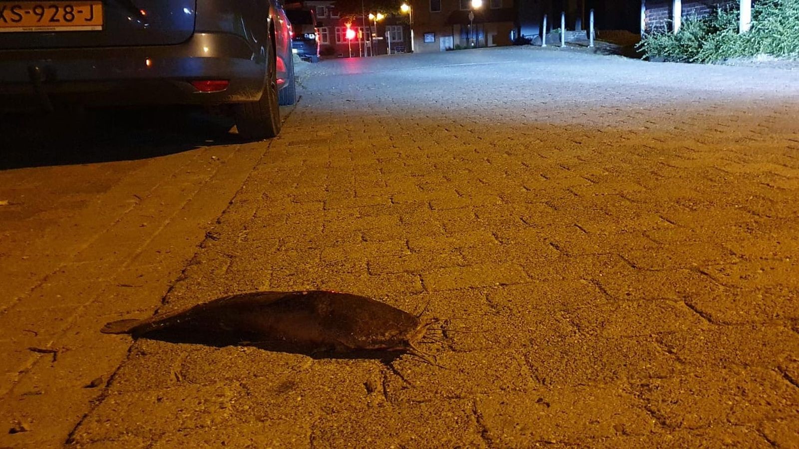 Als die Fische in Lengede an Land waren