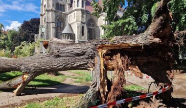 Mitten in der Stadt Braunschweig stürzt ein dicker Baum um