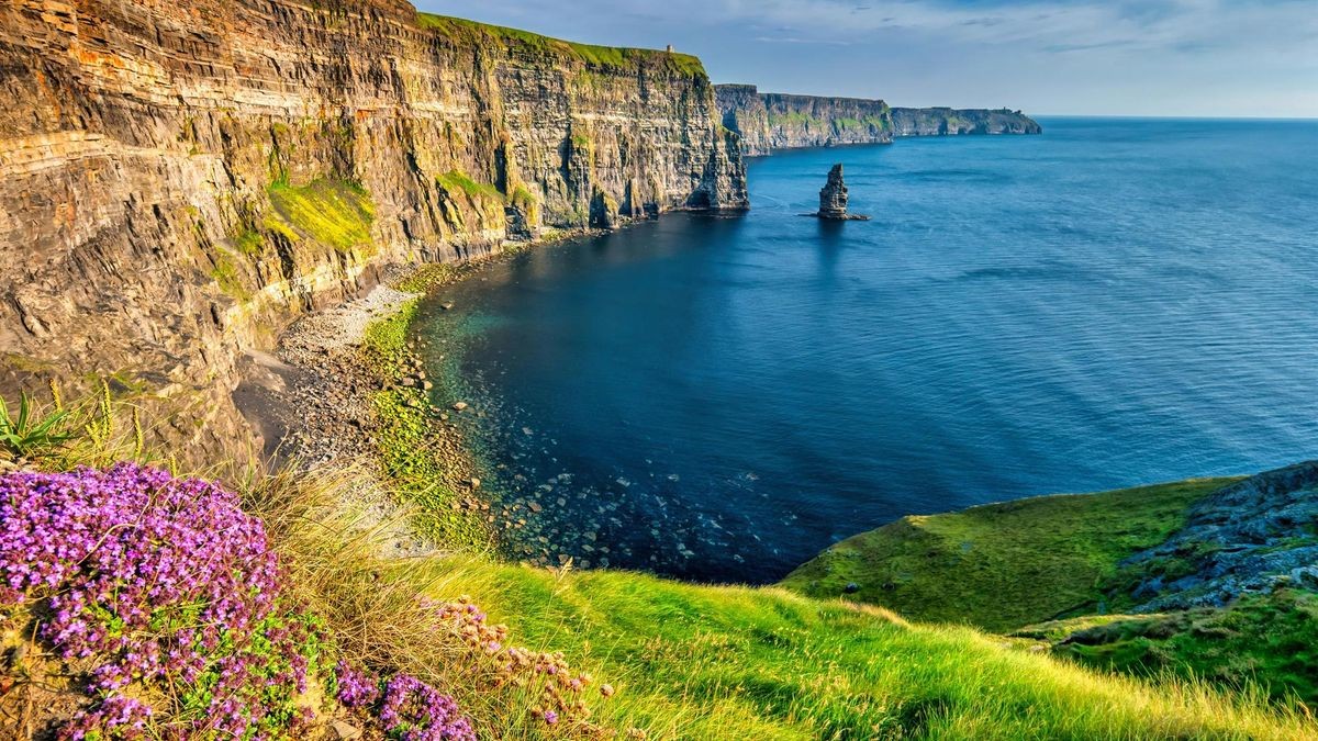 Flowers at Cliffs of Moher Ireland