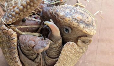 Bochumer Tierpark feiert besonderen Nachwuchs