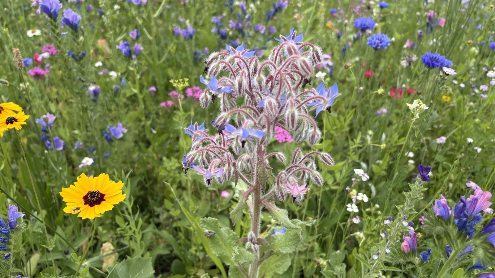 In Essens Grüner Mitte blüht es jetzt bunt