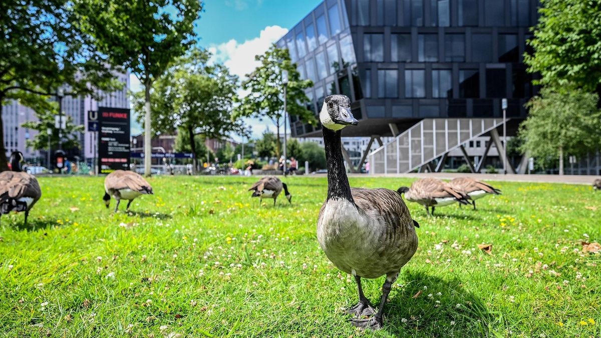 Gänse halten sich in der Grüne Mitte auf, grasen, chillen oder schwimmen in den Teichen
