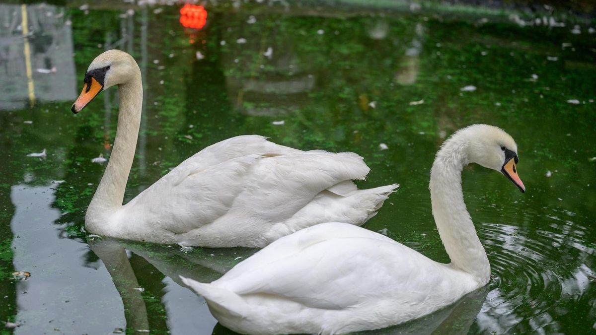 Hattingen: Schwanensee Open Air in der Vogelstation Paasmühle
