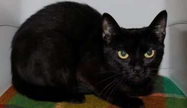 Tierschutz Braunschweig sucht ruhiges Zuhause für diese Katze