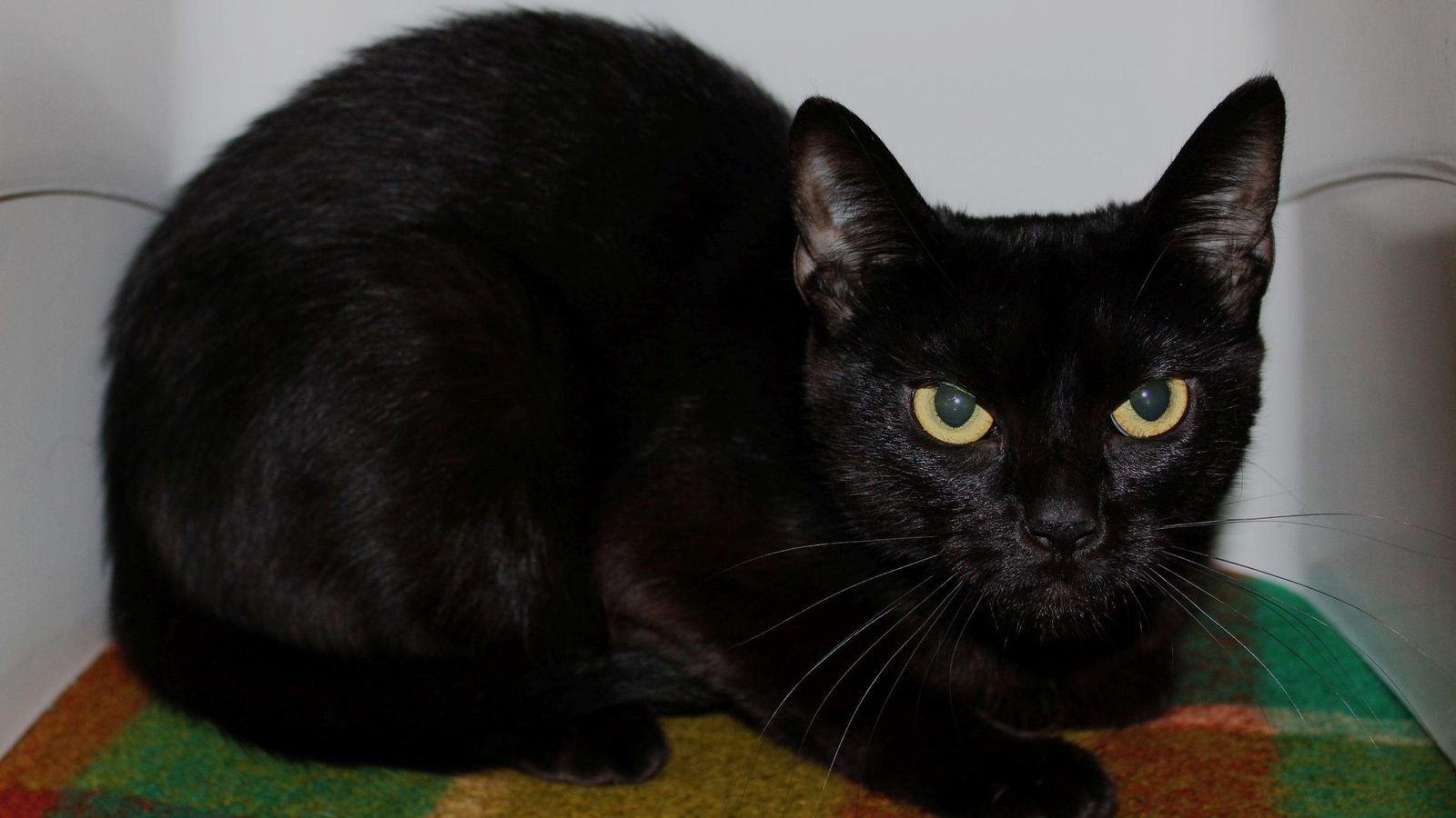 Tierschutz Braunschweig sucht ruhiges Zuhause für diese Katze