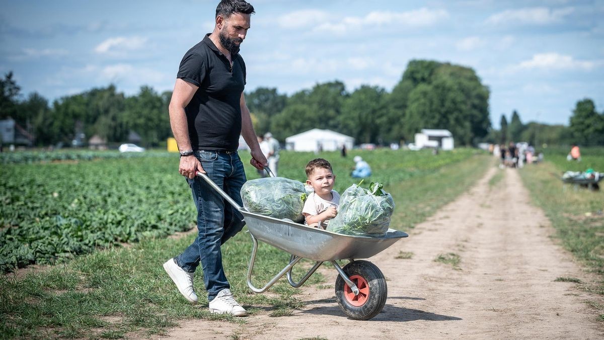 Fayz Husen schiebt eine Schubkarre mit Paprika und Spinat zur Kasse. Der  anderthalbjährigen Hawal hat es sich darauf gemütlich gemacht.
