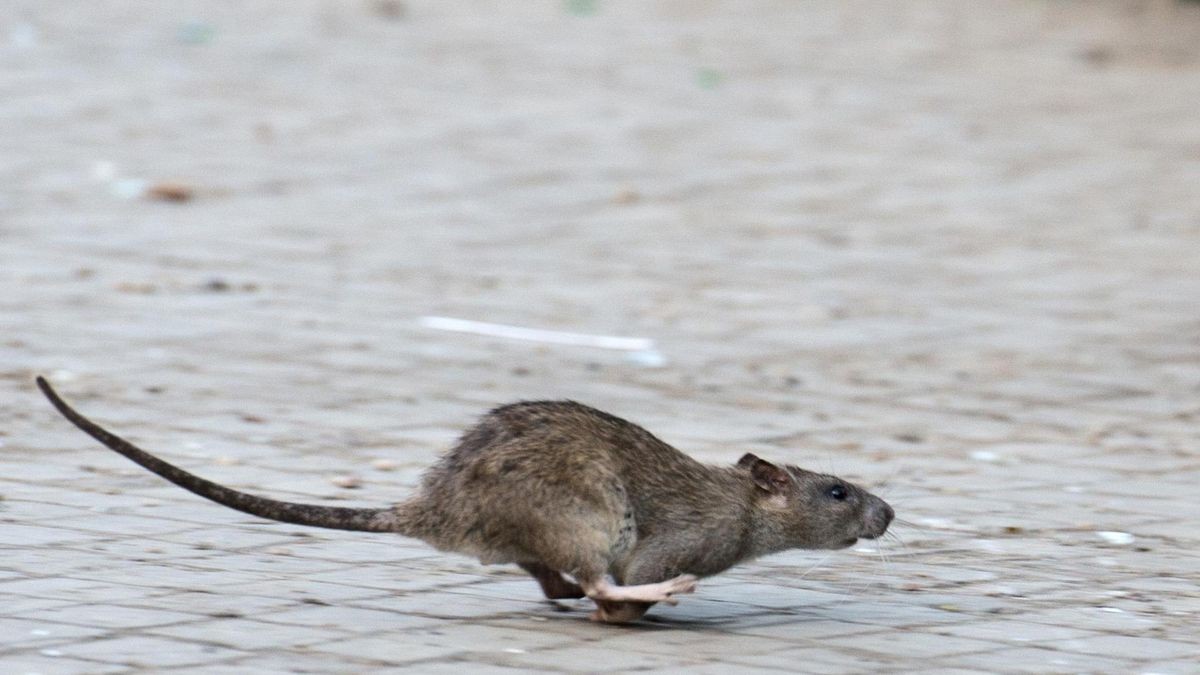 Ratte läuft über einen Weg