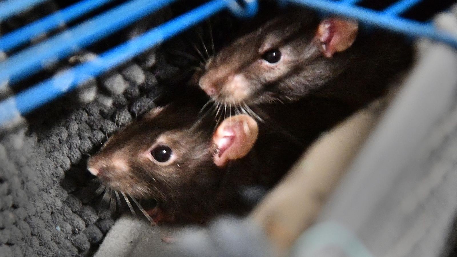 Notfall bringt Tierheim an Grenzen