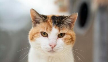 "Systemsprenger" im Tierheim Nürnberg: Ist Kiwi wirklich unvermittelbar?
