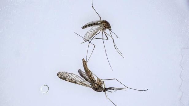 In Brasilien werden die gefährlichen Insekten jetzt mit ihresgleichen bekämpft.