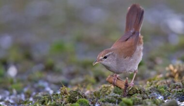 Tiere: Klimawandel bringt neue Vogelarten nach Deutschland - Wissen