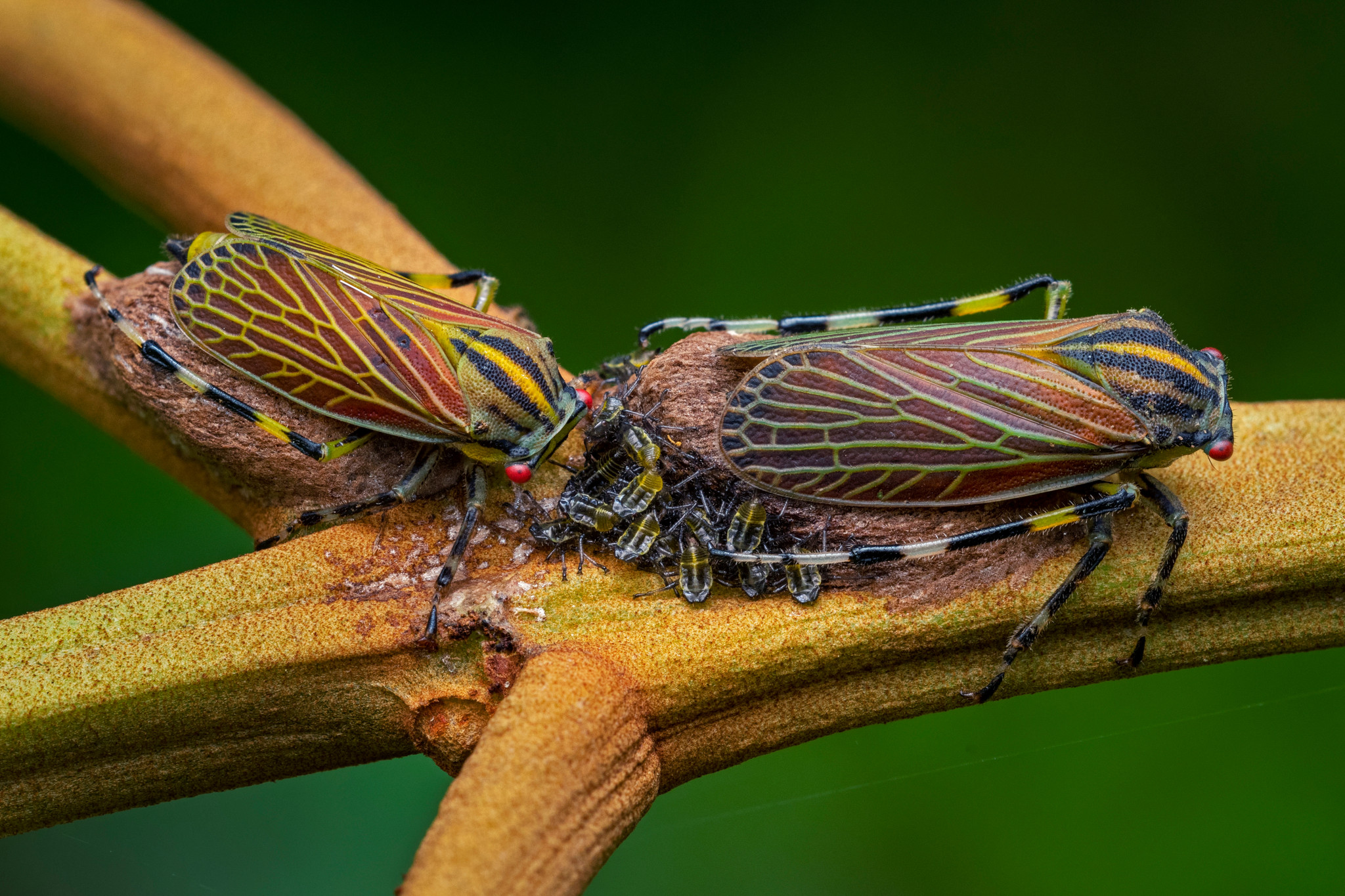 Zwei bunte Insekten mit markanten Flügelmustern auf einem Ast. Im Mittelpunkt der Szene sind ihre Flügelstrukturen gut sichtbar.