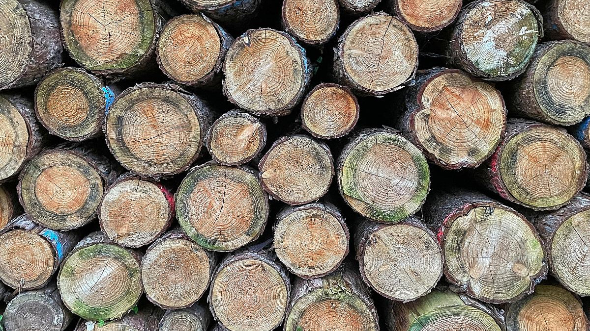 Niedersachsen setzt Waldbrand-Kooperation mit Feuerwehrverband fort