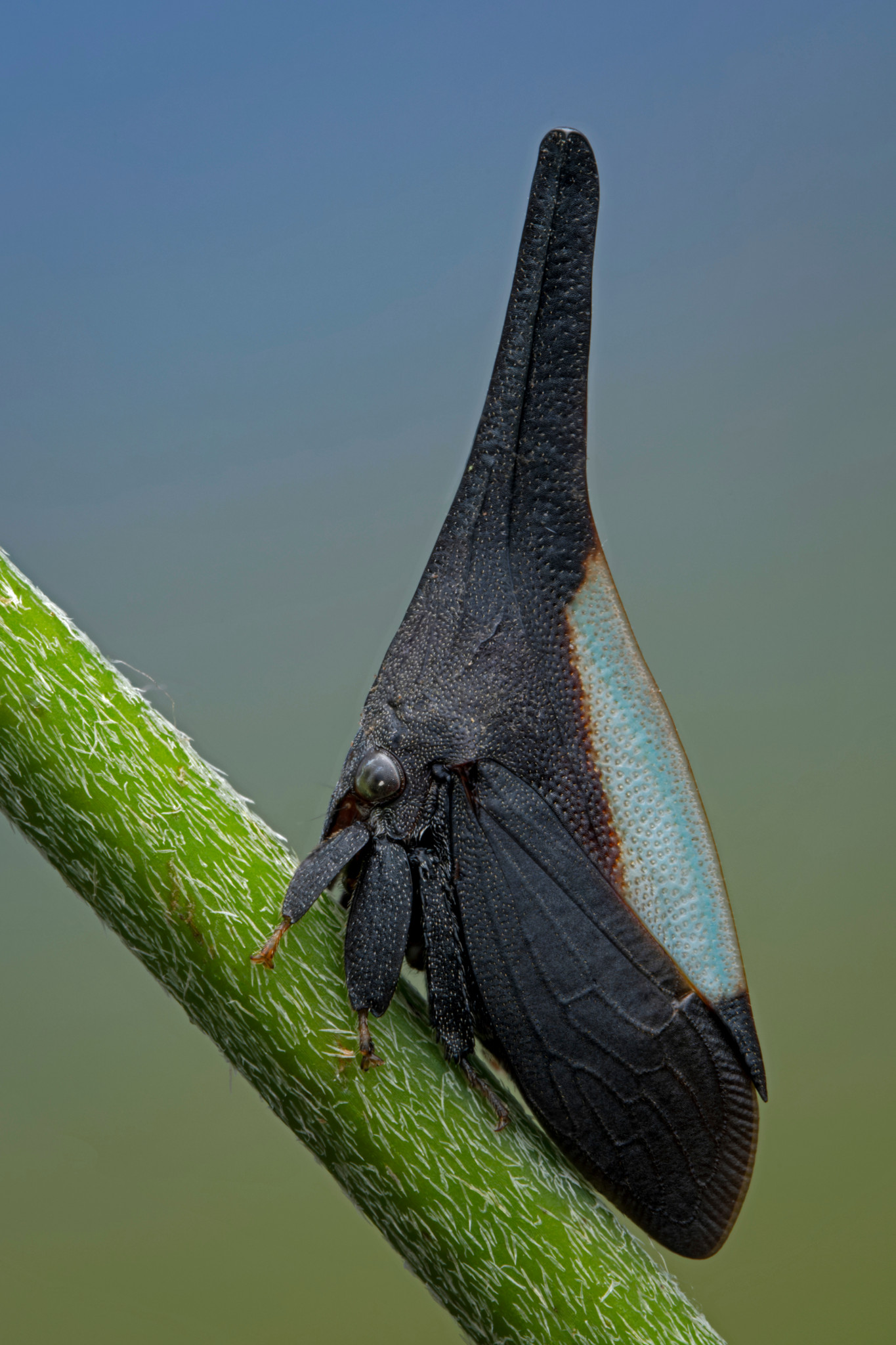 Nahaufnahme eines schwarzen Insekts mit langem, hornartigem Auswuchs, das auf einem grünen Ast sitzt, vor einem unscharfen blauen Hintergrund.