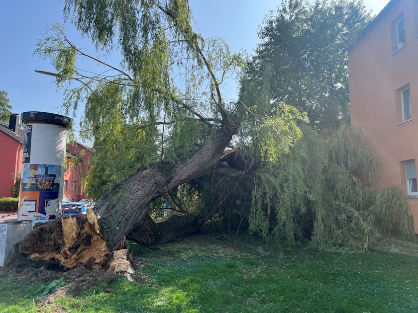 Sturmschaden in Bonn: Baum verfehlt Mehrfamilienhaus nur knapp