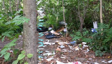 Der Drogen-Baum von Berlin: Junkies stecken ihre Spritzen in die Rinde | Regional