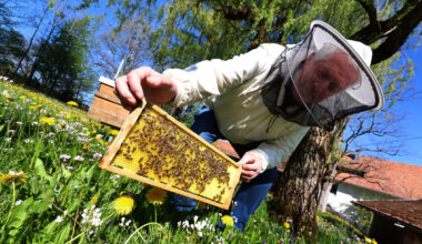 Landwirtschaftskammer feiert 100 Jahre Bieneninstitut