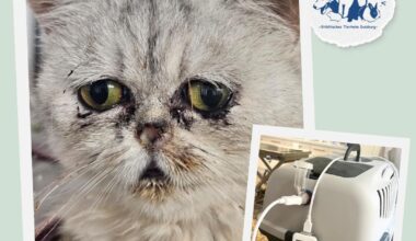 Katze „Penny“ landet in Tierheim Duisburg – ihr Zustand ist alarmierend