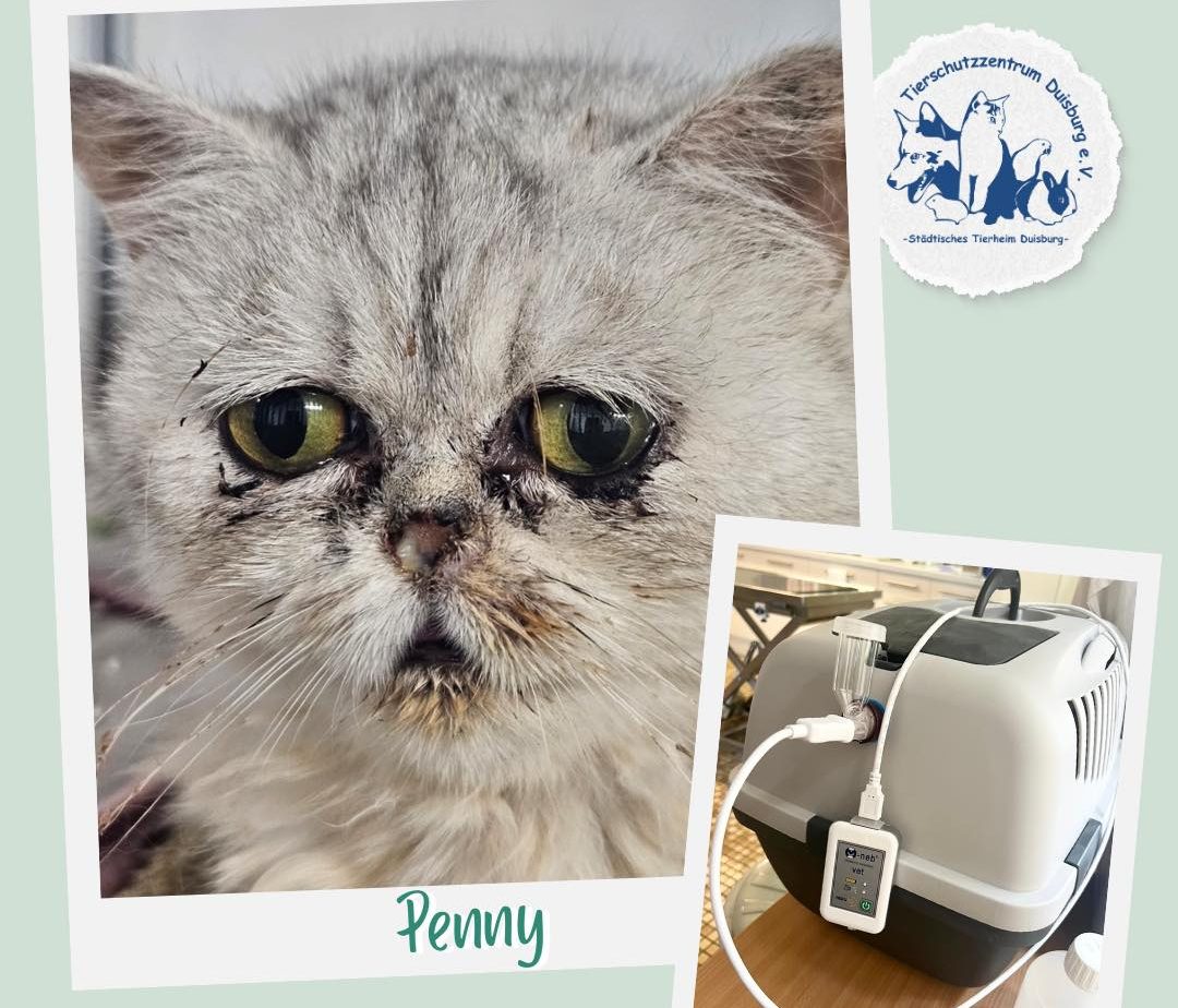 Katze „Penny“ landet in Tierheim Duisburg – ihr Zustand ist alarmierend