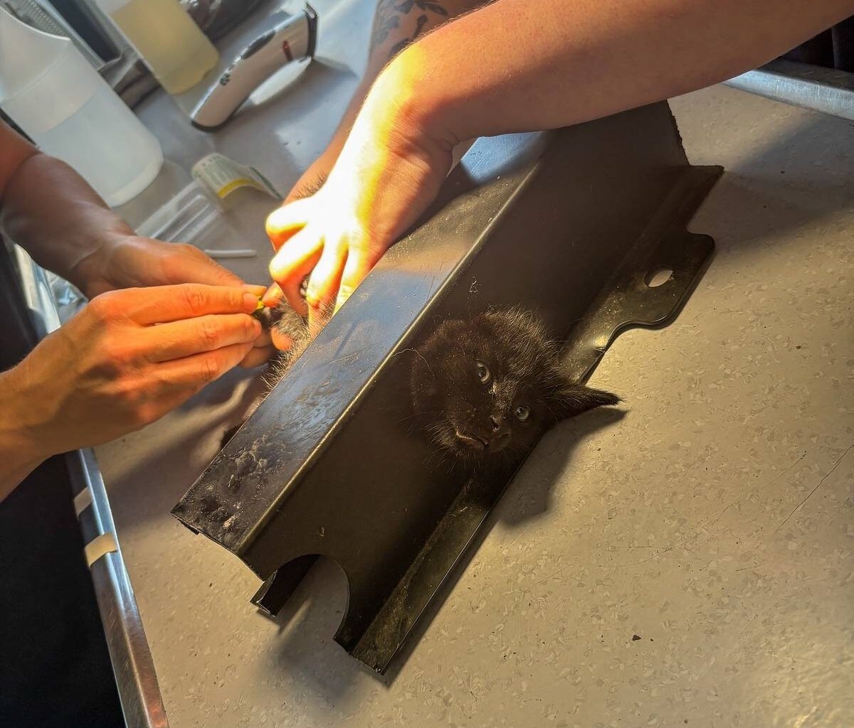 Kölner Feuerwehr rettet eingeklemmte Katze