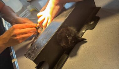 Kölner Feuerwehr rettet eingeklemmte Katze