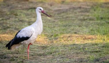 Hamburgs erste Störche sind schon auf dem Weg in den Süden