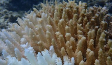 "Kein Riff blieb verschont": Biologen melden schwerste Korallenbleiche an Australiens Westküste
