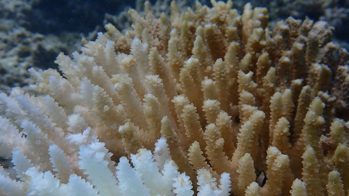 "Kein Riff blieb verschont": Biologen melden schwerste Korallenbleiche an Australiens Westküste