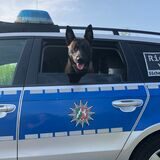 Diensthund Jack schaut aus dem offenen Fenster eines Streifenwagens der nordrheinwestfälischen Polizei.