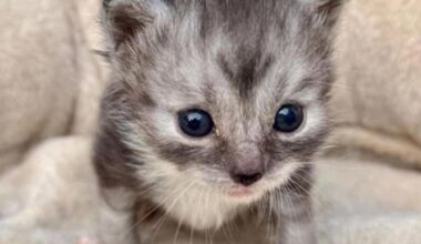 Tierretter bewahren Katzenbabys vor sicherem Tod