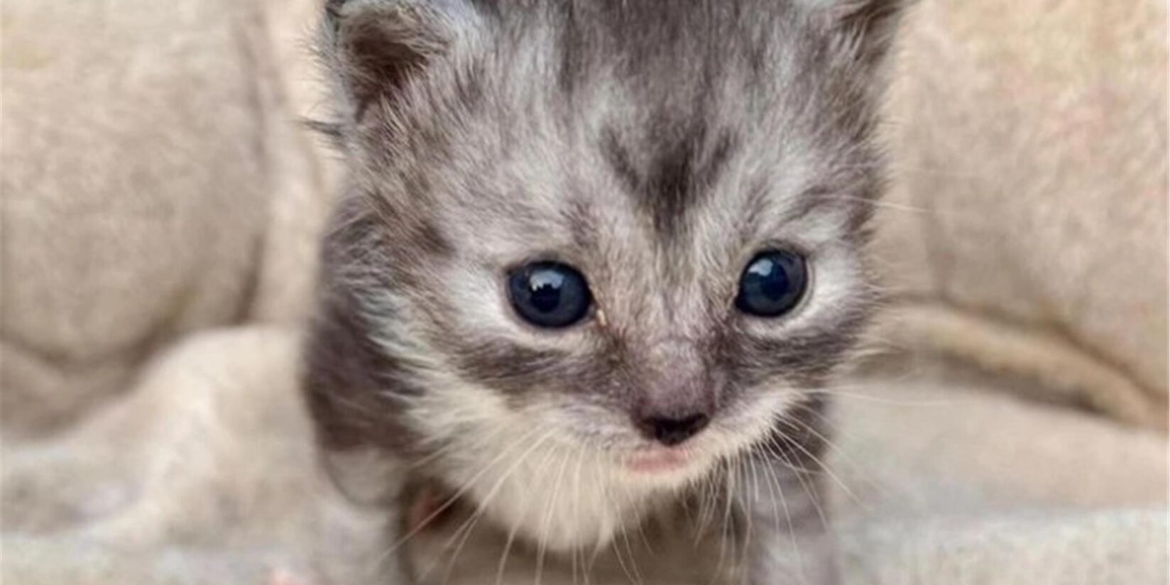 Tierretter bewahren Katzenbabys vor sicherem Tod