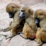 Paviane sitzen in ihrem Gehege im Tiergarten Nürnberg.
