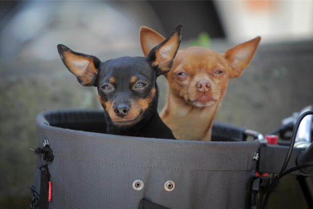 Zwei Chihuahuas in einem Fahrradkorb