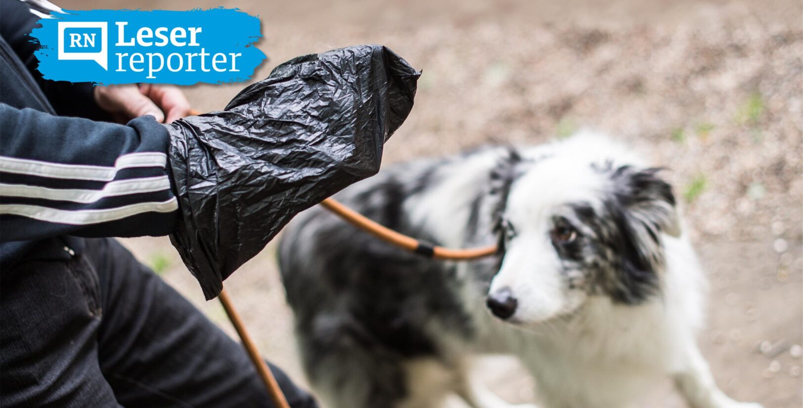 Leser diskutieren Dortmunds Hundekotproblem
