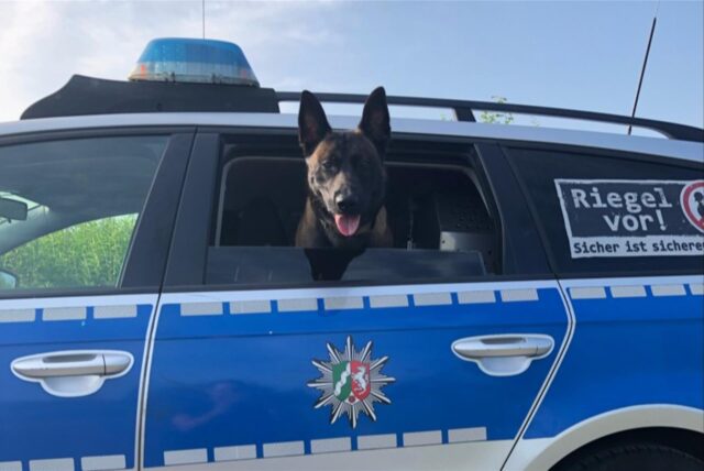 Polizeihund Jack schaut aus dem Fenster eines Dienstwagens der Polizei Dortmund.