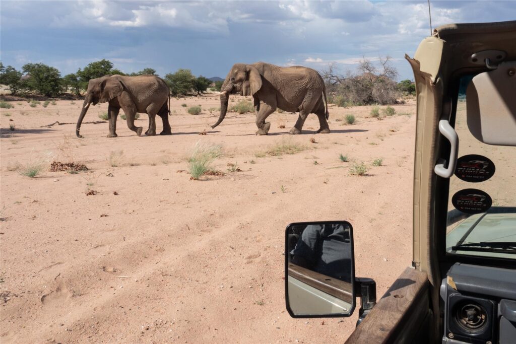 Elefanten laufen durch eine Wüste in Namibia, daneben steht ein Jeep.