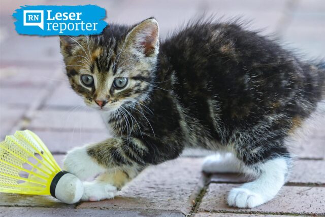 Ein etwa sieben Wochen altes Kätzchen spielt mit einem Federball in einem Garten.
