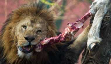 Zoo Dortmund tötet eigene Tiere: Drei Tierarten 2024 betroffen