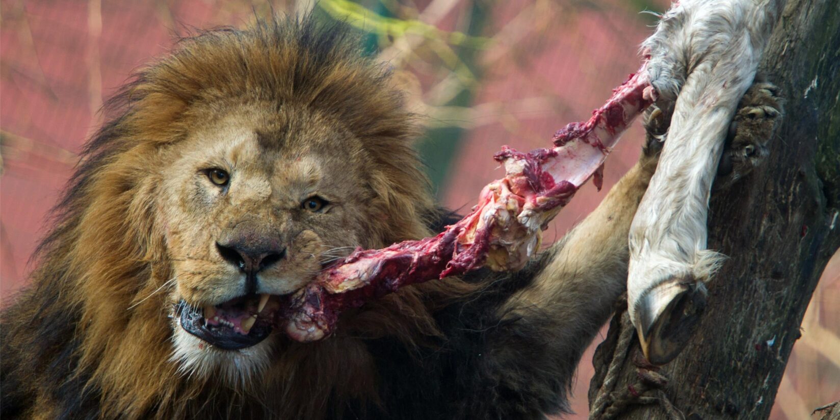 Zoo Dortmund tötet eigene Tiere: Drei Tierarten 2024 betroffen