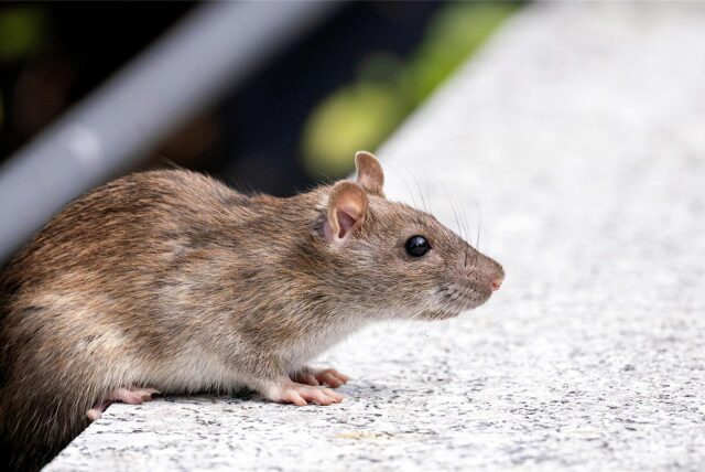 Eine Ratte hockt auf dem Vorsprung eines Bürgersteigs.